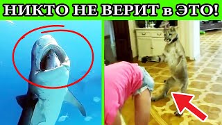 ЕСЛИ бы ЭТО не СНЯЛИ - НИКТО бы не ПОВЕРИЛ 🔴 If It Werent Caught on Camera No One Would Believe