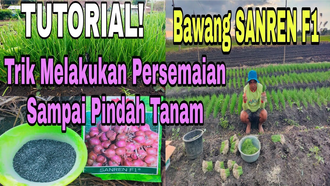 Trik Atau Cara Semai Sampai Pindah Tanam Bawang SANREN F1 
