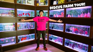 AMAZING DISCUS FISH STORE TOUR in SINGAPORE!! Chai Discus Farm