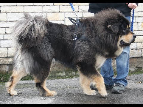 Most RARE Dog Breeds in the World