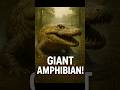 Giant Amphibian! #animals #wildliferescue #wildlife #facts #nature #automobile #duet #memes #funny
