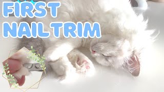 A Kitten's First Nail Trim (by a new cat mom) by MiyuKitty 605 views 1 year ago 3 minutes, 11 seconds