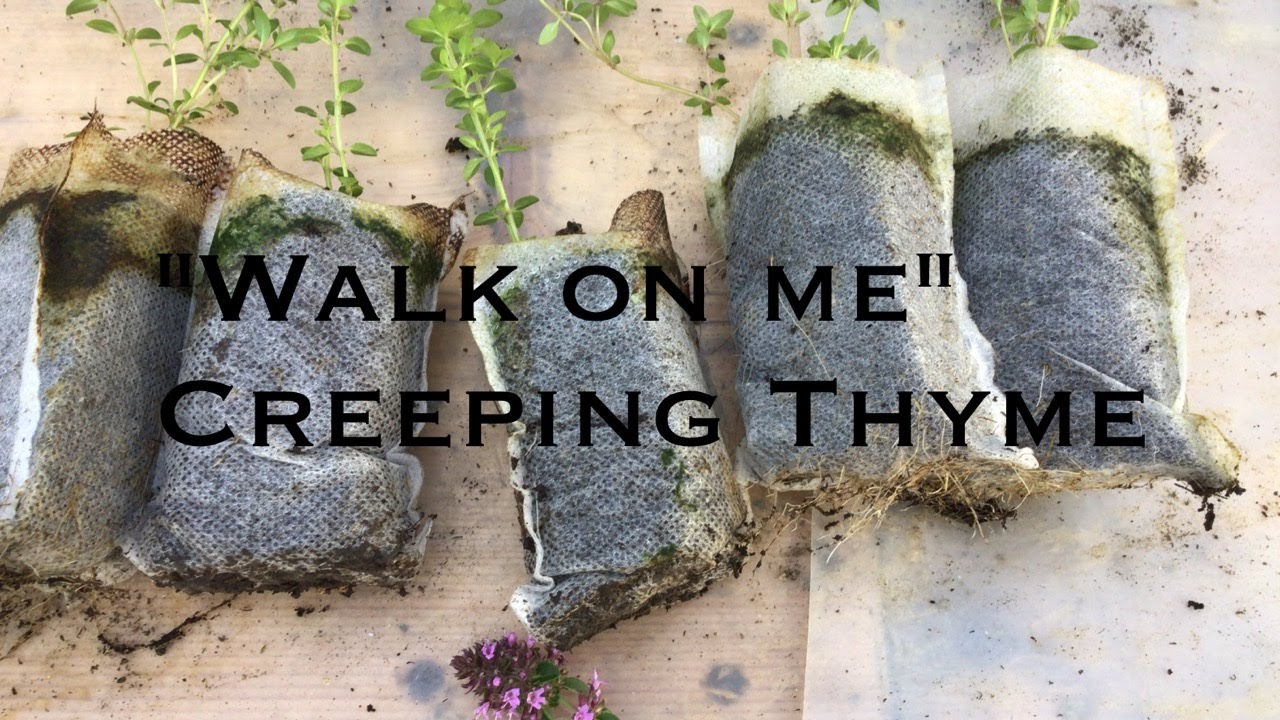 Creeping Thyme Propagation explained. Great erosion control, deep roots