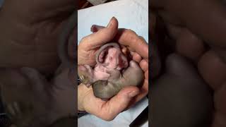 The beginning of a new season brings hope & new beginnings. 2 tiny orphaned squirrels have come in. by Orphaned Wildlife Center 1,212 views 1 month ago 1 minute, 44 seconds