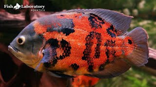 7 Things You Need to Know About Oscar Fish Care!