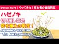ハゼノキ盆栽の切り戻し剪定！寄せ植えの剪定／2021.3｜Japanese wax tree “Cut back pruning”／bonsai