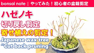 ハゼノキ盆栽の切り戻し剪定！寄せ植えの剪定／2021.3｜Japanese wax tree “Cut back pruning”／bonsai