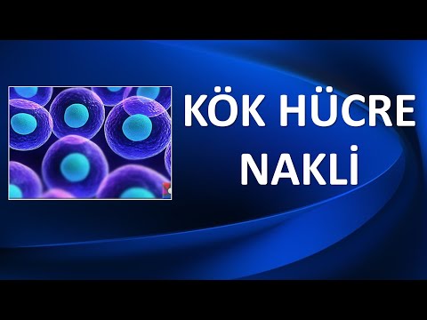 KEMİK İLİĞİ-KÖK HÜCRE NAKLİ NEDİR? NE İÇİN NASIL YAPILIR?