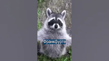 Пьяные еноты врываются в дома немцев в поисках пива