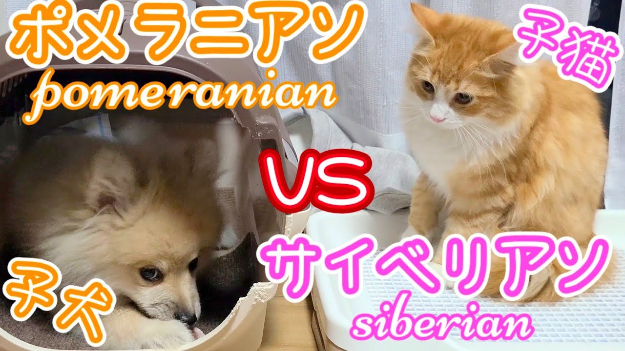 ポメラニアンのような猫 fe954dec21d4e107b1a4558f785aba