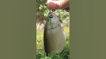 Câu cá thác lác đồng p1 #shorts