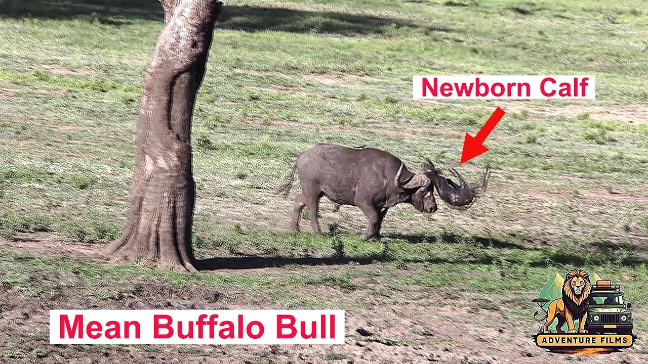 Mean African Buffalo Bull Flips Newborn Calf Through The Air TWICE