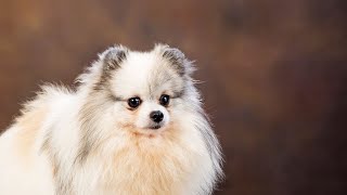 Pomeranian ASMR Soothing Sounds for Your Pom by Pomeranian USA 50 views 13 days ago 4 minutes, 33 seconds