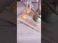 Mini mangue vs mangue! tu as déjà vu? #food #lifestyle #healthy