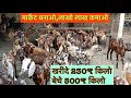 Way to earn lakhs of rupees by selling goats bk goat farm ajmer rajasthan cheap price sale pregnant goats