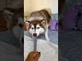 He aquí la responsable de que ya no tengamos medias 🤣 #husky #animales #perros