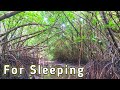 Rain Sounds For Sleeping - 1 Hours (Suara Hujan Untuk Pengantar Tidur)