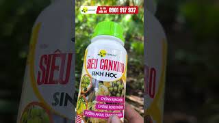PHUN THUỐC NGỪA NỨT TRÁI DỪA