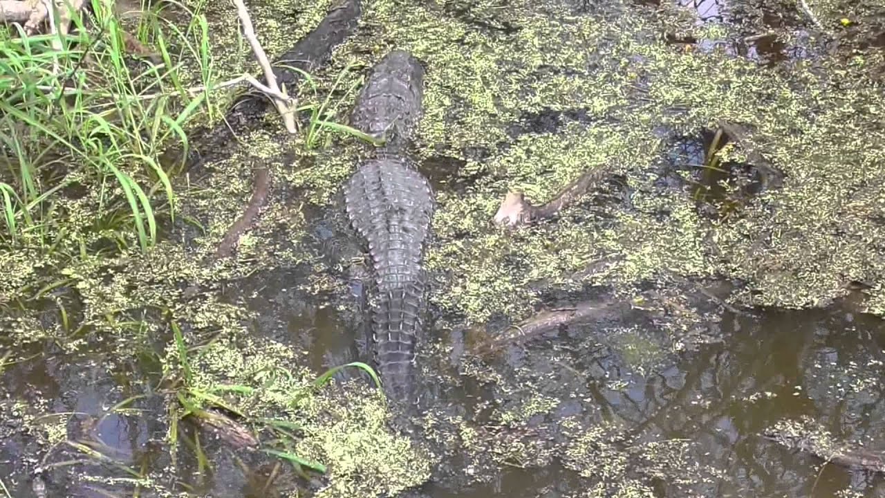 camera iphone 8 plus apk Alligators breeding. Laguna Atascosa NWR