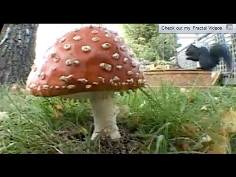 Video: Kuidas ära Tunda Kärbseseene Või Amanita Citrina