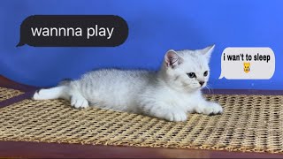 The kitten wants to rest but i want to play by Raven’s Cattery 128 views 5 months ago 2 minutes, 13 seconds