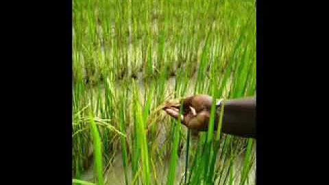 Lalo Keba Dram - Farantamba