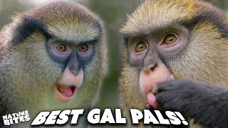 Is This Proof of Monkeys Having a Gossip? | Animal Conversations | Nature Bites by Nature Bites 3,575 views 2 weeks ago 3 minutes, 15 seconds