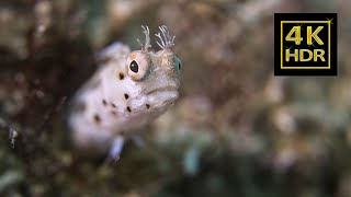 Creature Encounters Diving in Key Largo SS Benwood Wreck and French Reef - 4K HDR - Nikon Z8 & GoPro