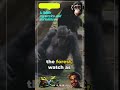 Chimps: The Original Tool Users? #wildlife mysteries #chimplife #tiktok #shorts #chimps #animals