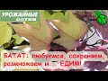 ТРОЙНАЯ выгода: и красивый, и вкусный, и полезный БАТАТ!