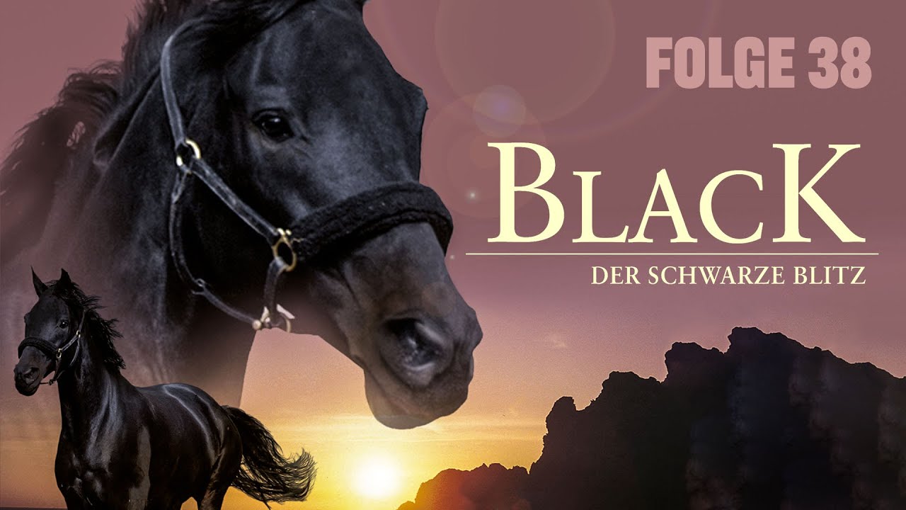 Der Schwarze Blitz Entdecke Die Faszinierende Welt Der Schwarz Gelben Kaferfeed
