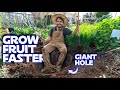 How To Grow A Fruit Tree Faster | The Multiyear Hole