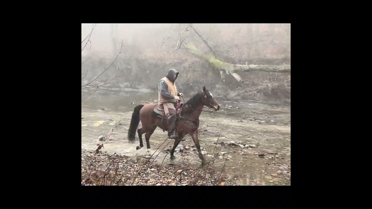 Stallone LP 3 year registered TWH gelding