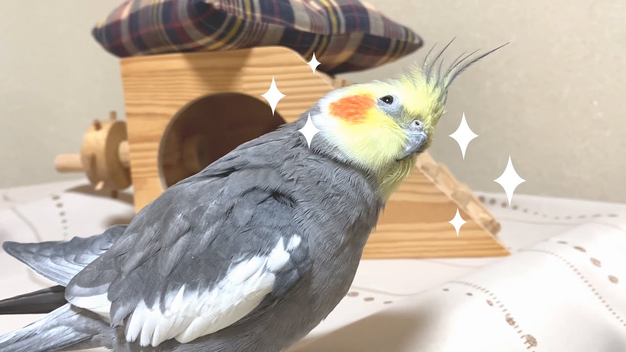 「取って〜」可愛い顔でおねだりするオカメインコこはくさん