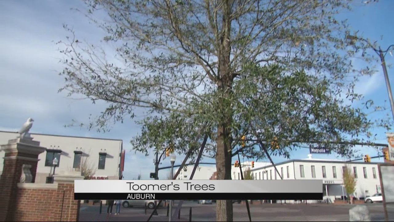 Ahead of Iron Bowl in Auburn, how are Toomer's Oaks?