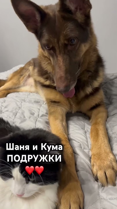 Крепкая дружба между кошкой и собакой - YouTube