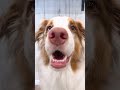 ASMRちっちゃい声を聞いてみた🐕【オーストラリアンシェパード】#shorts