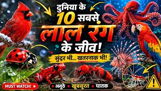 These Red Creatures Look Stunning… But Can Kill You! ☠️