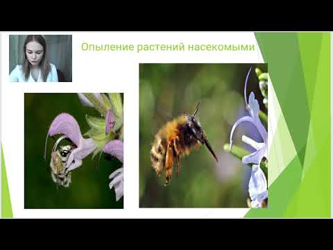 Видео: Семейство Lamiaceae: описание