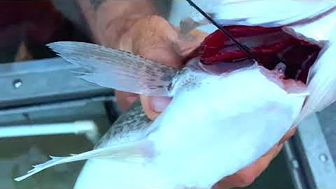 How We Properly Bleed a Walleye. Bleed your Fish For Amazing Meat!!