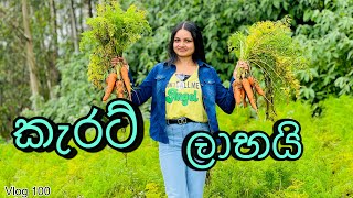 කිලෝ එකම රුපියල් 140 යි| Carrot cultivation| Nuwaraeliya Carnival|20 days trip| Day 06@WolfyVlogs