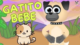 ¿CÓMO CUIDAR A UN GATITO BEBE?