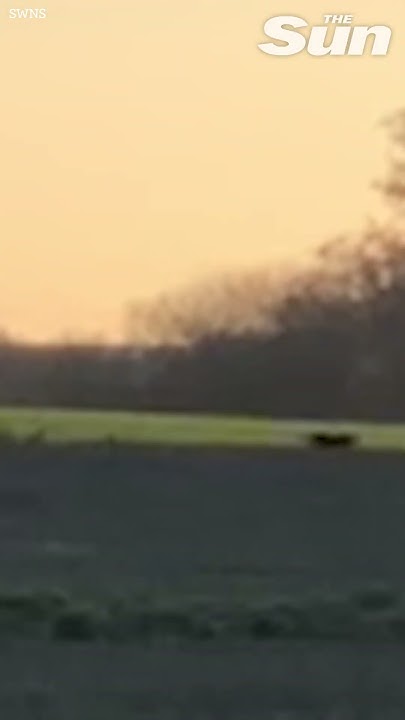 mysterious-big-cat-spotted-in-british-field-youtube