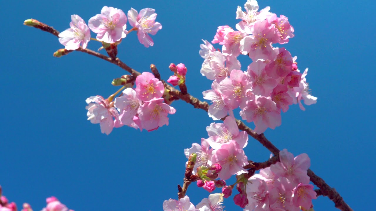 即購入可❣️②1番花 河津桜✨キラキラcharm t-242-15_4-1.jpg