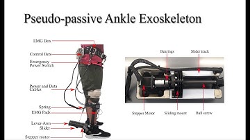 Extremum Seeking Control for Stiffness Auto-Tuning of a Quasi-Passive Ankle Exoskeleton