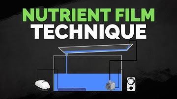 Nutrient Film Technique (NFT) Hydroponics System Tutorial
