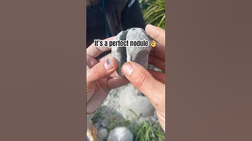 🐚 FOSSILS 🐚 FOSSILS 🐚Mini fossilised shells found from Miocene era,NZ 🐚 #rocks #fossils #shorts