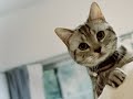 Desert Cat Dreams (instrumental) / 音松VP
