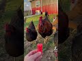Roosters' Many Roles on the Farm 🐓