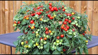Не дай себя обмануть, низкорослые сорта томатов, которые точно не будут больше 50 см, по рассаде
